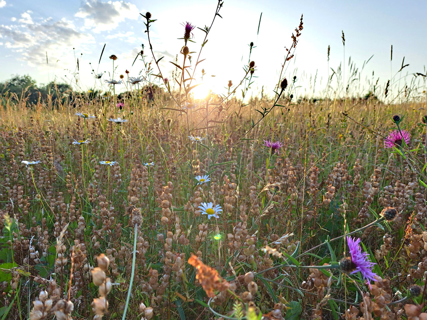 Wild Carrot Wildflower Seeds