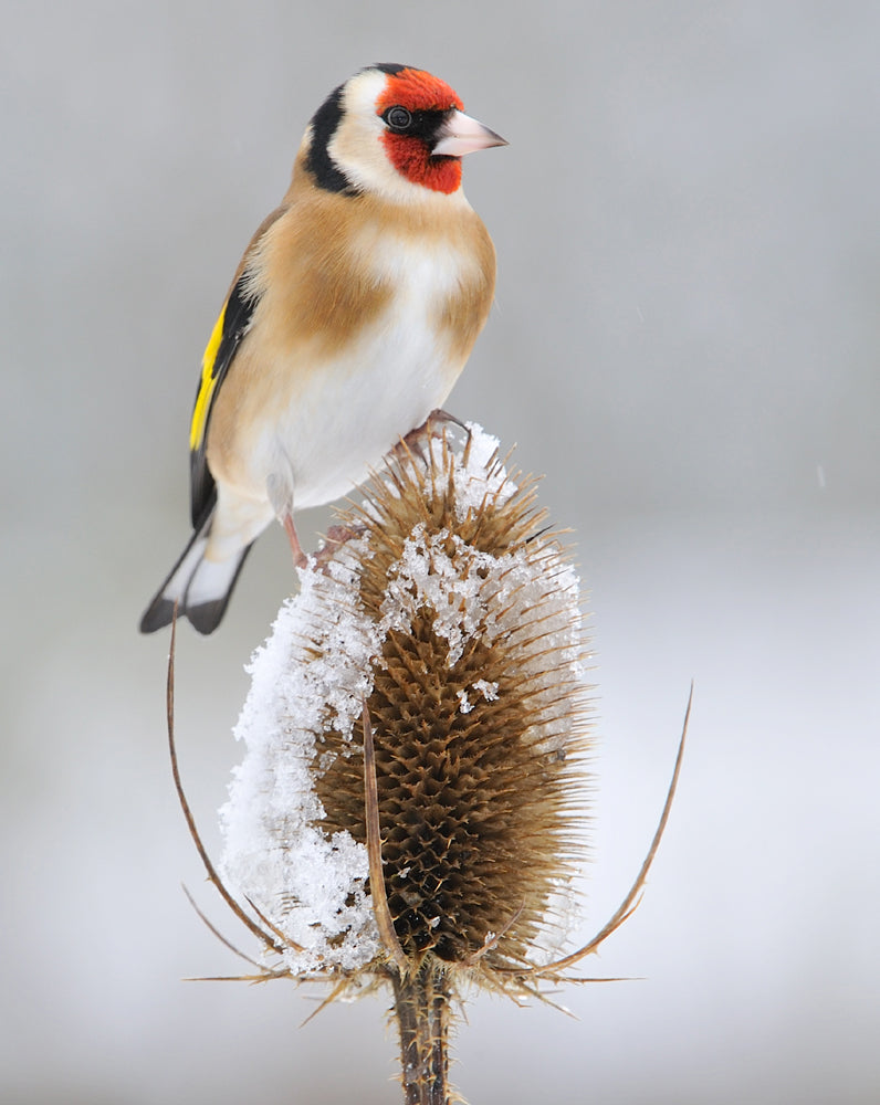 Teasels Wildflower Seeds