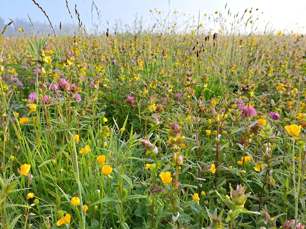 Yellow Rattle Wildflower Seeds