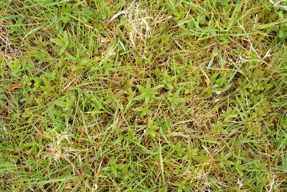 Yellow Rattle Wildflower Seeds