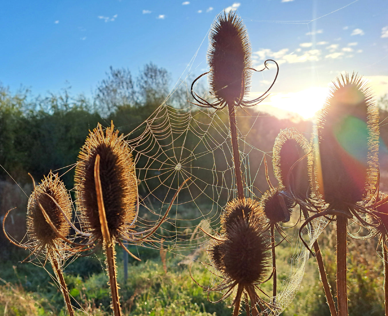 Teasels Wildflower Seeds