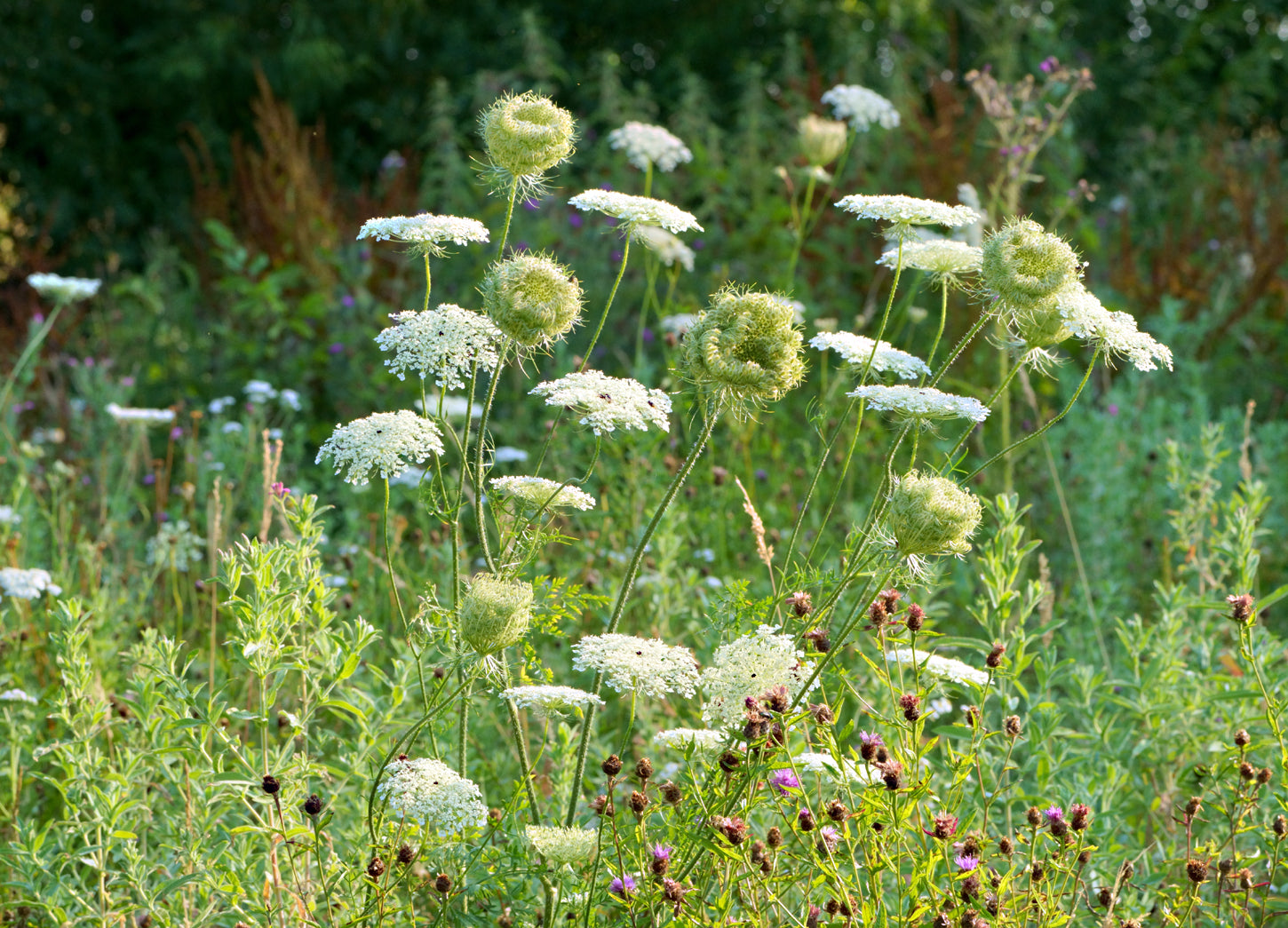 Wild Carrot Wildflower Seeds 5g