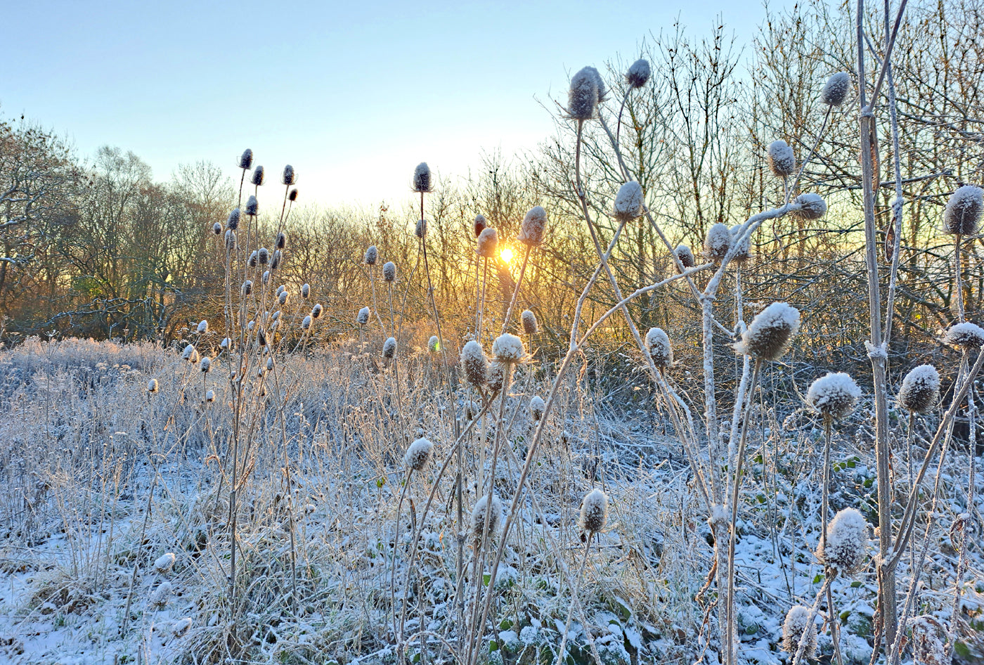 Teasels Wildflower Seeds