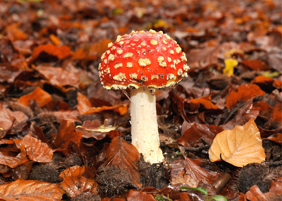 zoom lens camera support for sharper shots, wildlife photography, camera bean bags, camera supports, Slow shutter speeds, low light photography, nature photography using bridge cameras, spotting scopes and zoom lenses, camera bean bags, macro photography, fungi photos, low level photography, Kevin Keatley