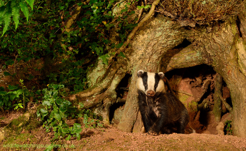 Our Ground Spikes are ideal for trail cameras and camera trap nature photography. Our Ground spike camera mounts can be used for remote triggers, flashguns and small cameras. The camera trap ground spikes can be screwed into the ground for a solid support, ideal for remote wildlife photography.