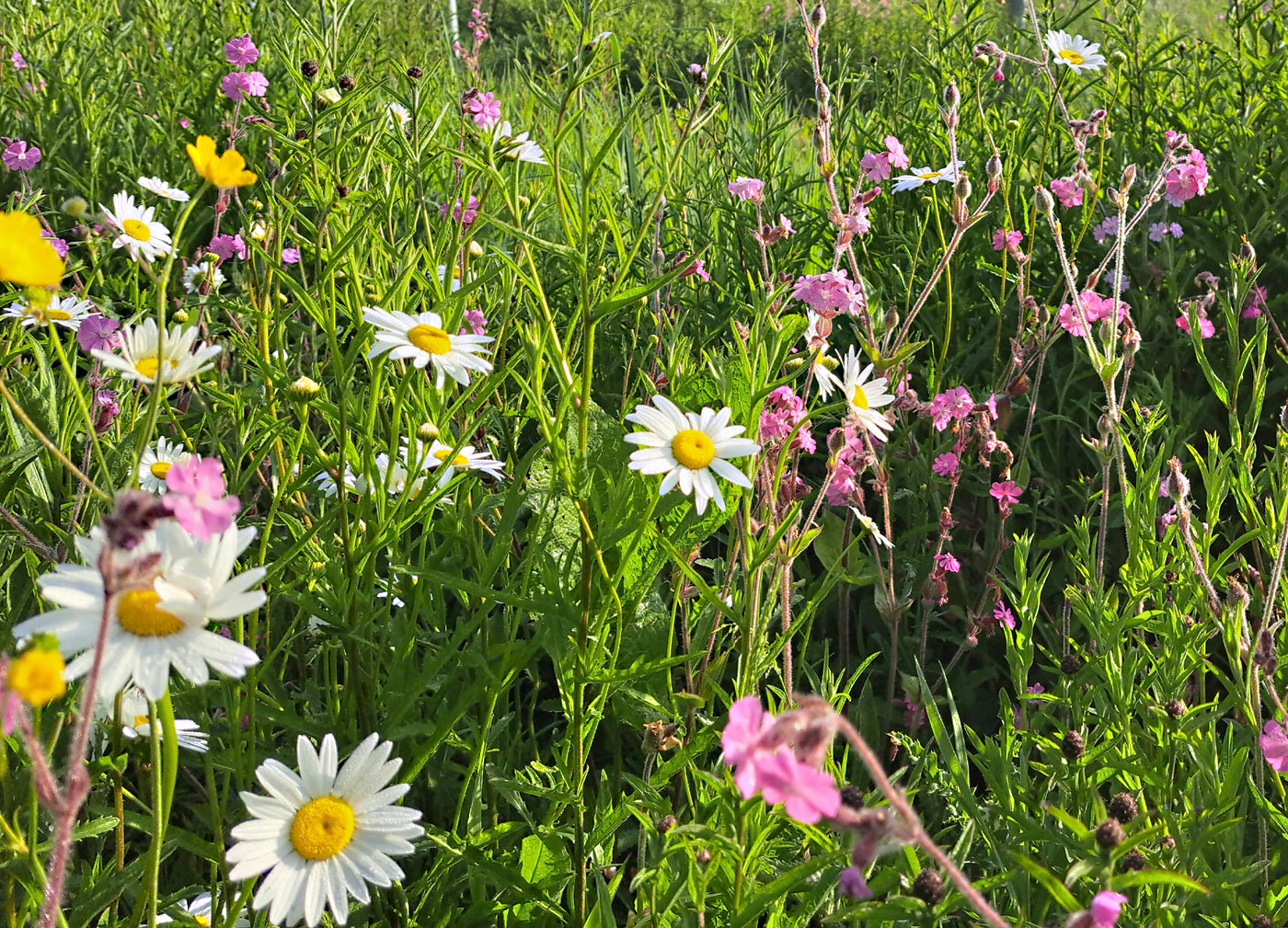 Ox-eye Daisy Wildflower Seeds 5g