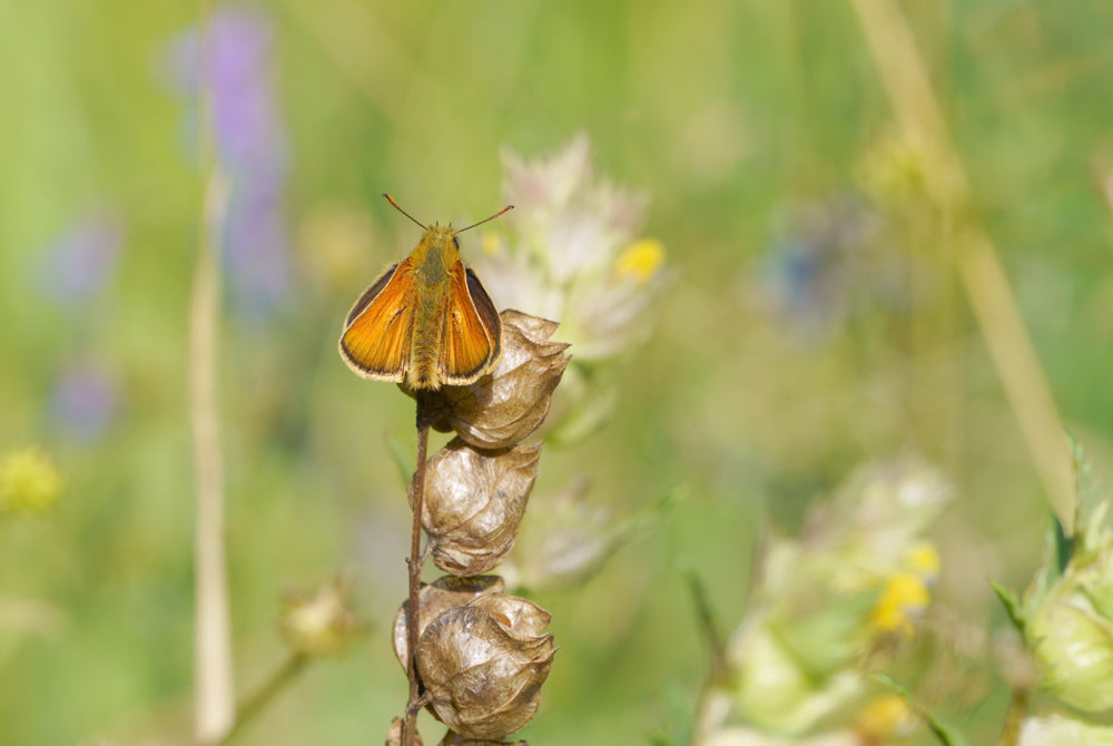 Yellow Rattle Wildflower Seeds
