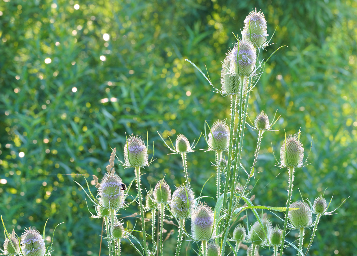 Teasels Wildflower Seeds