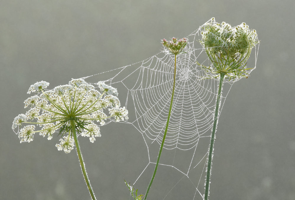 Wild Carrot Wildflower Seeds