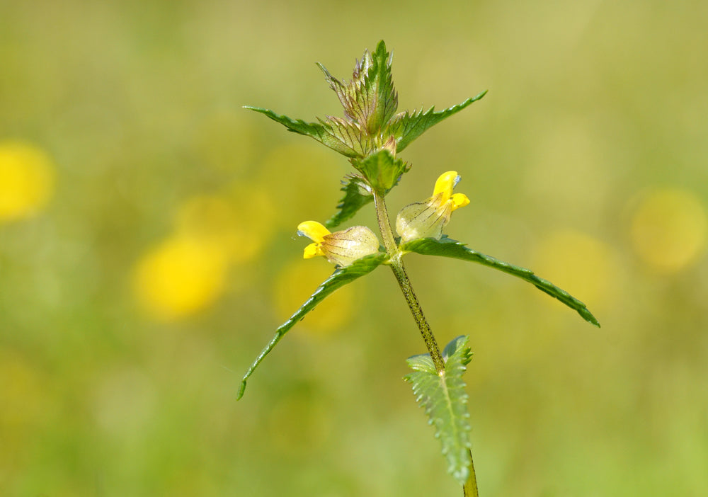Yellow Rattle Wildflower Seeds