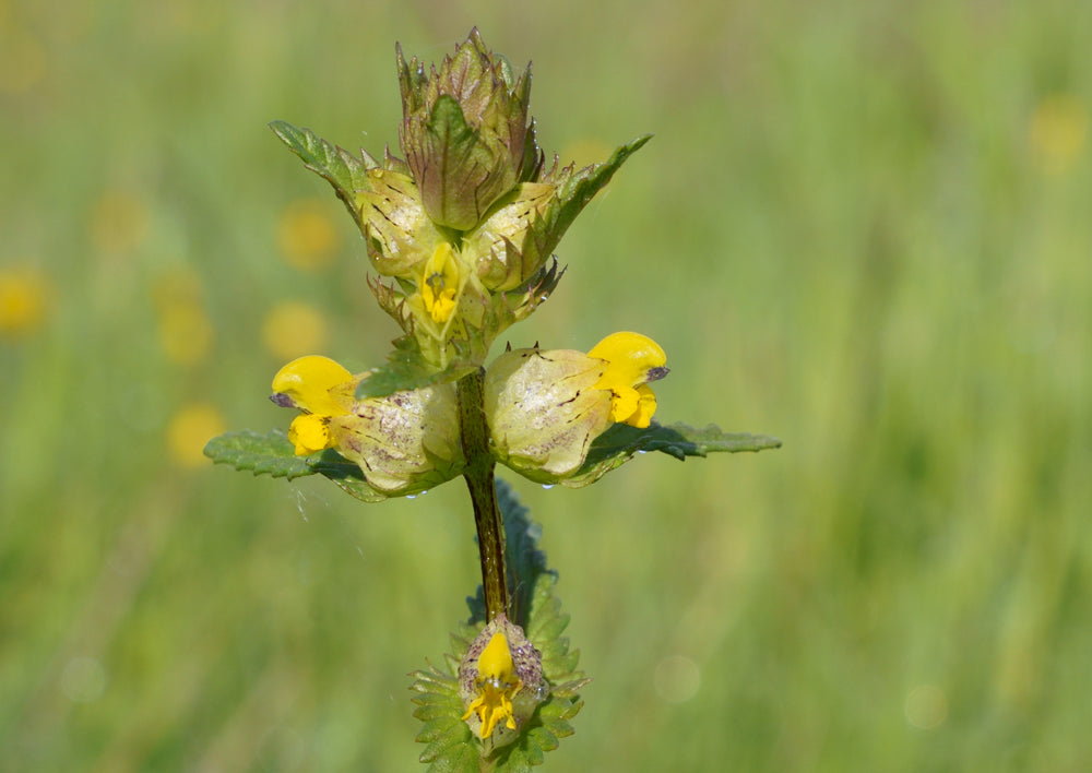 Yellow Rattle Wildflower Seeds