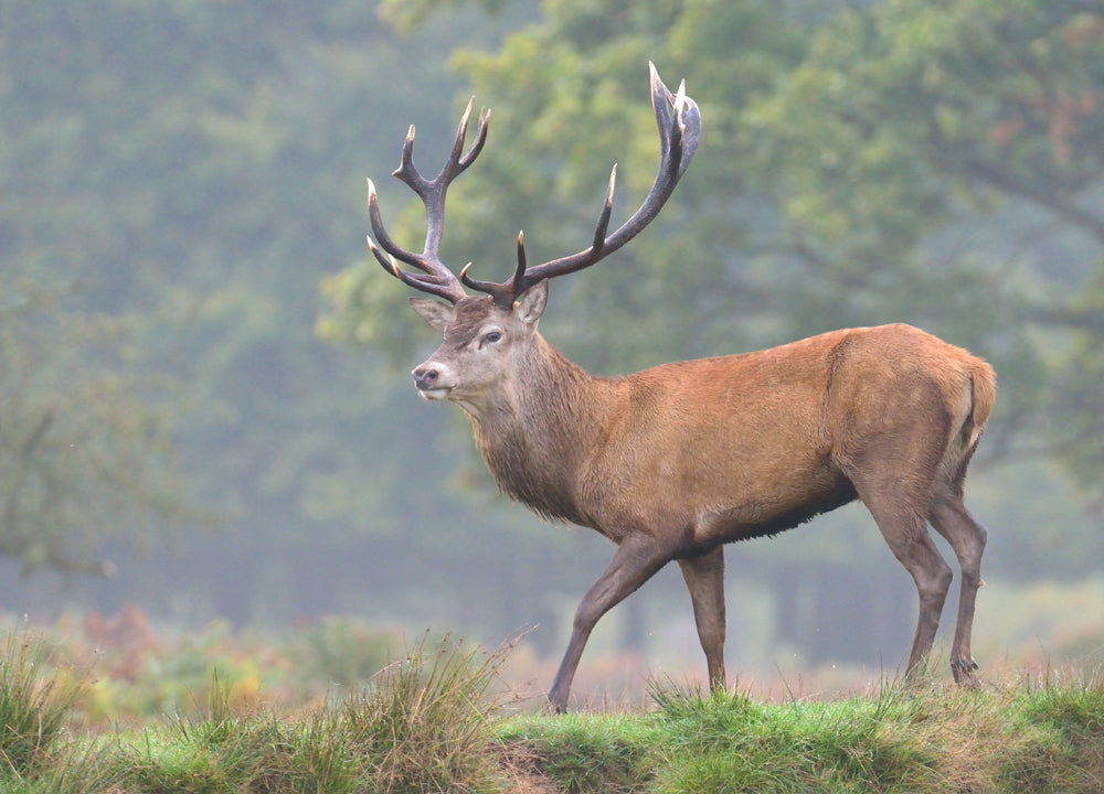 Red deer stag. Our camera and covers and camouflage kit helps you get closer to the wildlife as well as helping to protect your kit. .